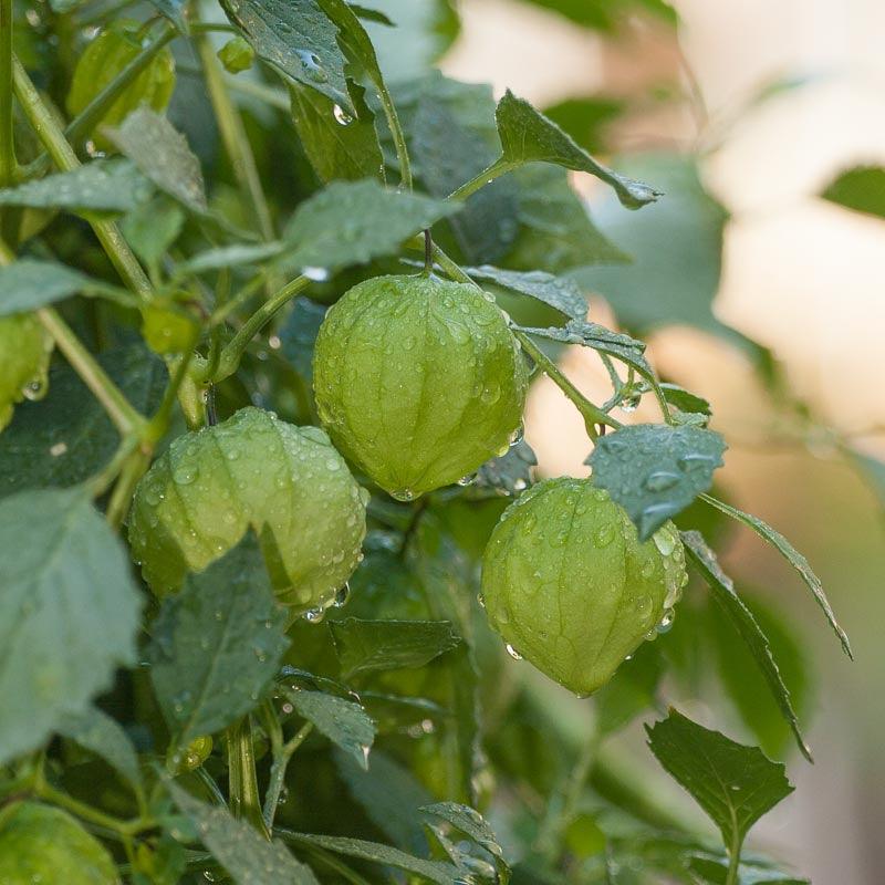 Verde Tomatillo Seeds (Organic) - Blessings Grow Meadows