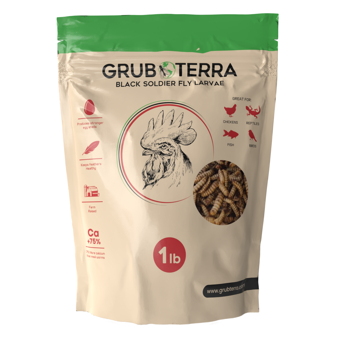GrubTerra Dried Black Soldier Fly Larvae Feed sample in a clear bag, showcasing dried black soldier fly larvae for bird or reptile feed.