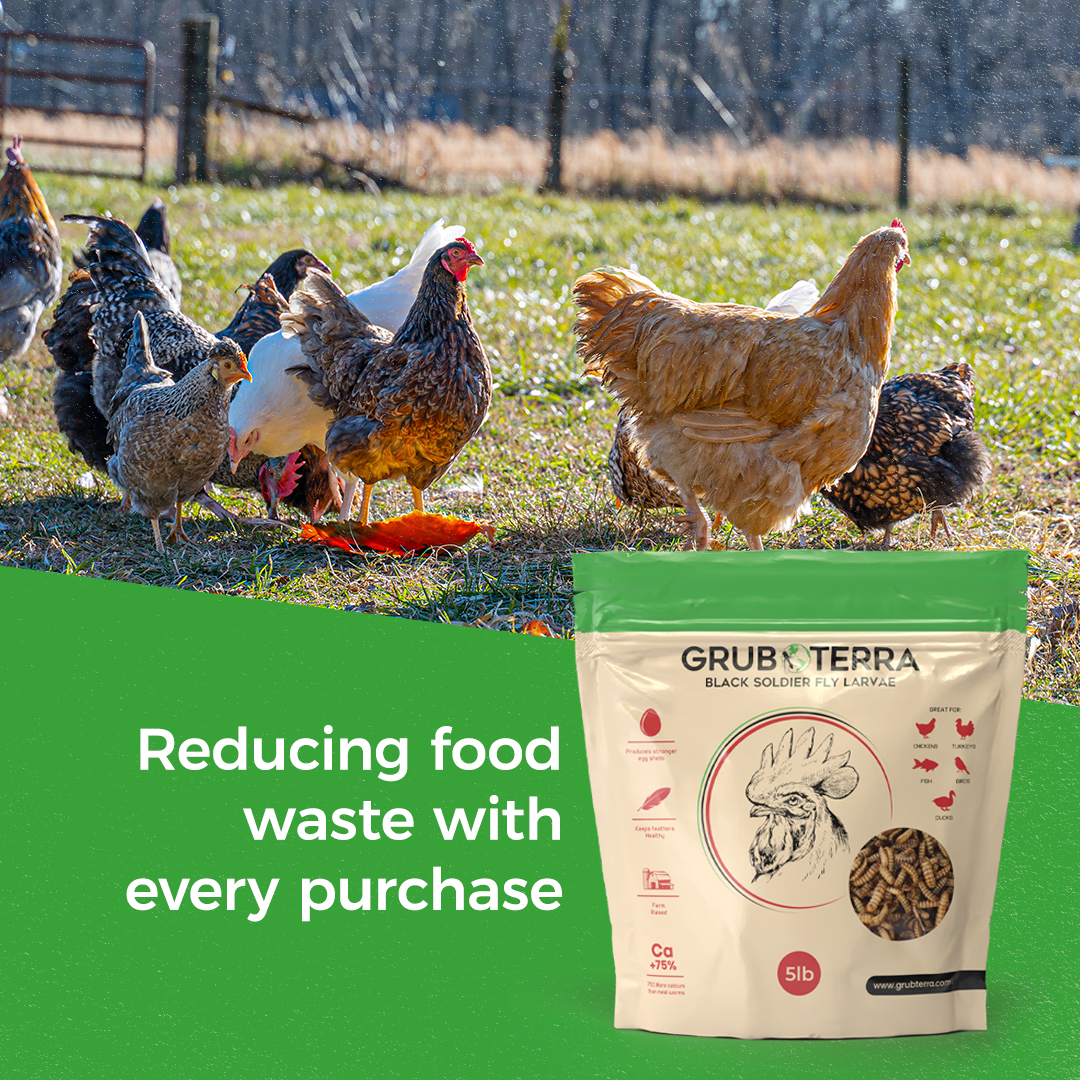 GrubTerra Dried Black Soldier Fly Larvae Feed sample in 1lb bag, bright white dried larvae for animal nutrition or fishing bait