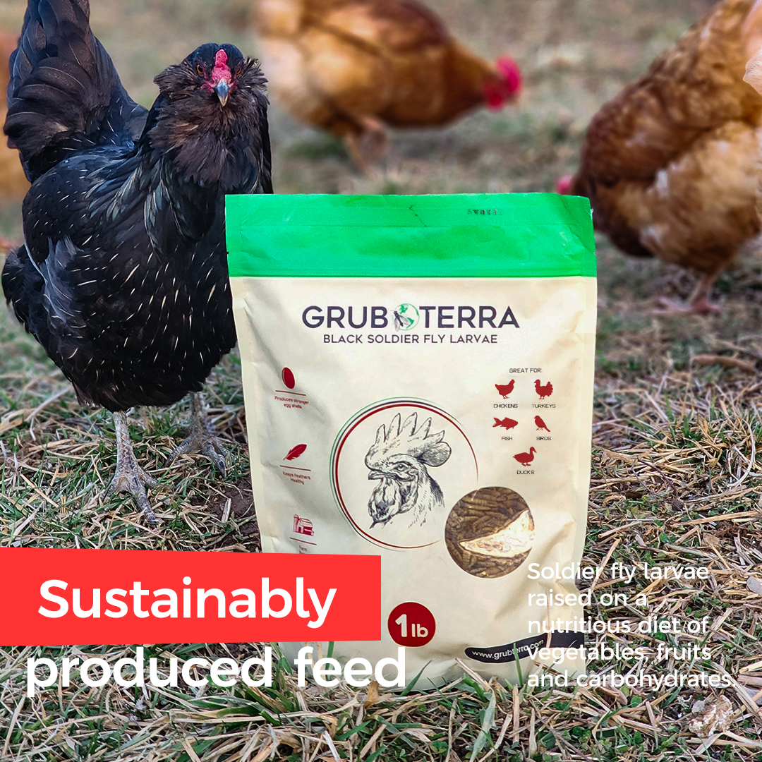 GrubTerra Dried Black Soldier Fly Larvae Feed sample showing dried larvae in a clear container, ideal for animal nutrition.