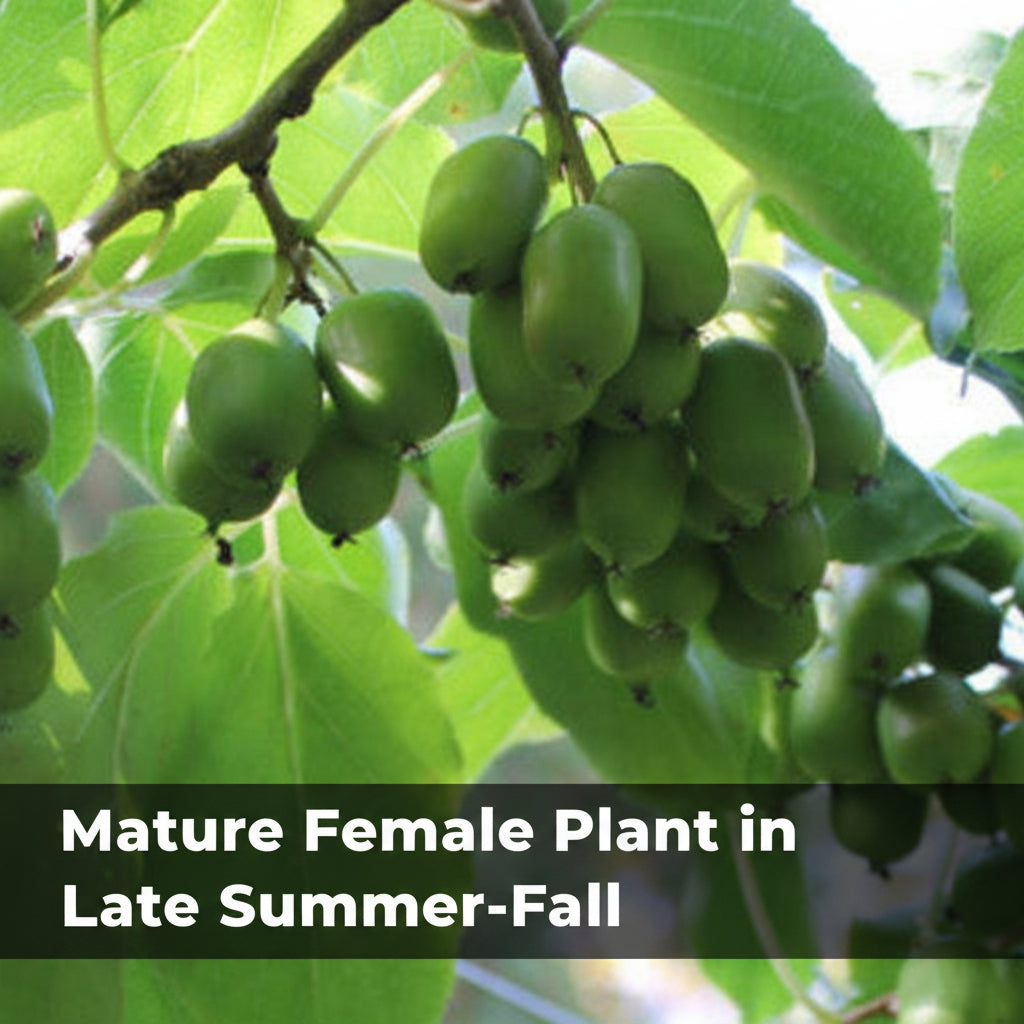 Hardy Kiwi Live Plants – Actinidia arguta – Anna Female & Meader Male – Edible Fruit Vine