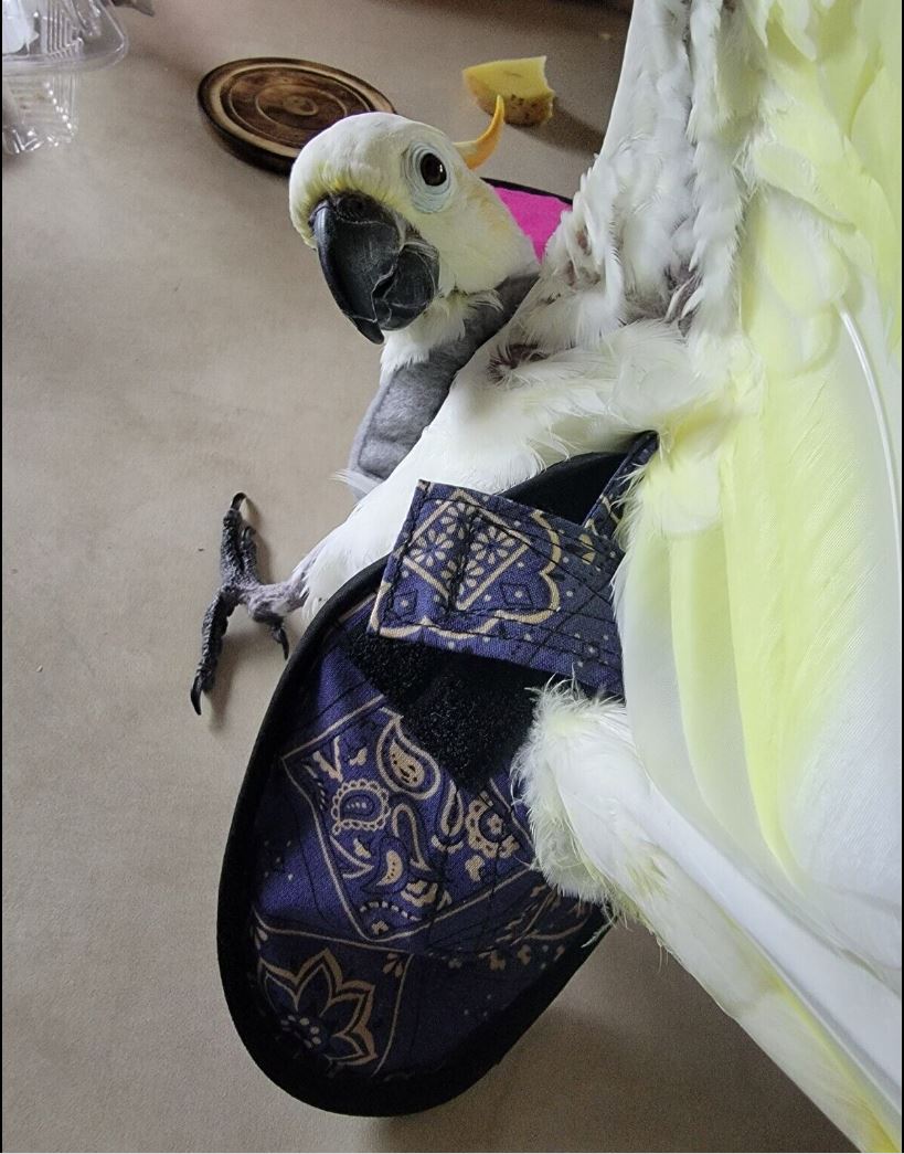 Pigeon, chicken, duck, and goose diapers with removable vinyl liner by Crazy K Farm Pet and Poultry, shown on a bird model.