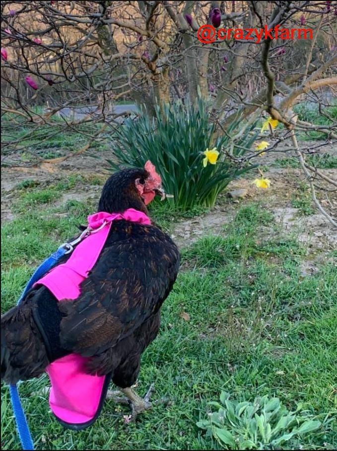 Crazy K Farm Pet and Poultry Hen Holster chicken, duck, and goose diaper harness with sewn-in liner, made in the USA.