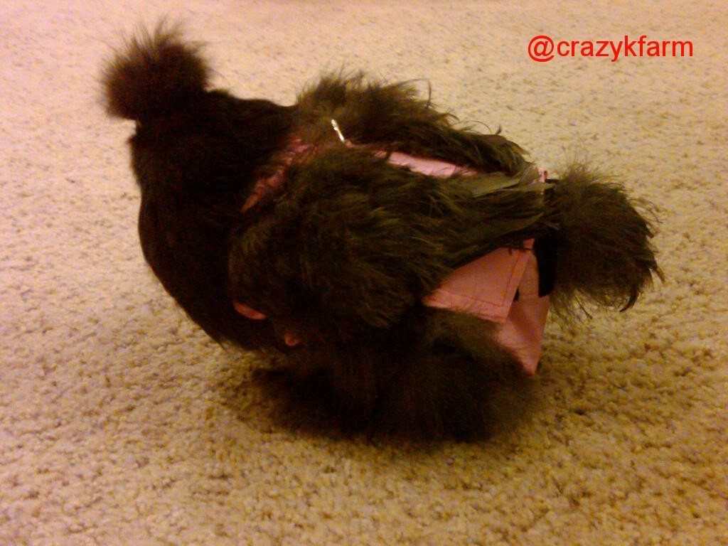 Crazy K Farm Pet and Poultry Hen Holster chicken, duck, and goose diaper harness with sewn-in liner, made in the USA.