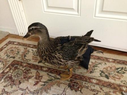 Hen Holster Bird Diaper/Harness (chicken diaper, duck diaper, pigeon diaper with Removable Vinyl Liner) - Blessings Grow Meadows