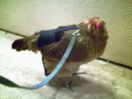 Crazy K Farm bird diaper and harness for pigeons, chickens, ducks, and geese with removable vinyl liner for easy cleaning.