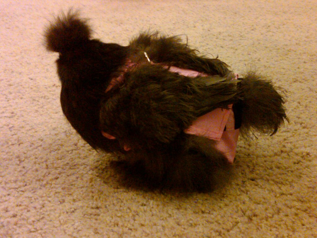 Hen Holster Bird Diaper/Harness (chicken diaper, duck diaper, pigeon diaper with Removable Vinyl Liner) - Blessings Grow Meadows