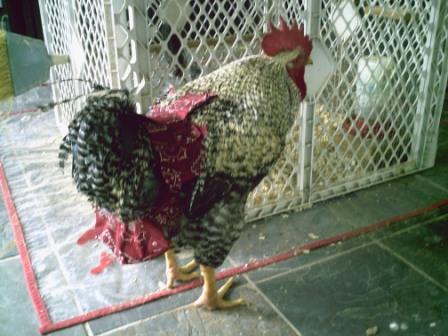 Hen Holster Bird Diaper/Harness (chicken diaper, duck diaper, pigeon diaper with Removable Vinyl Liner) - Blessings Grow Meadows