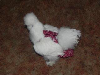 Pigeon and chicken bird diaper with harness by Crazy K Farm, featuring a removable vinyl liner for easy cleaning.