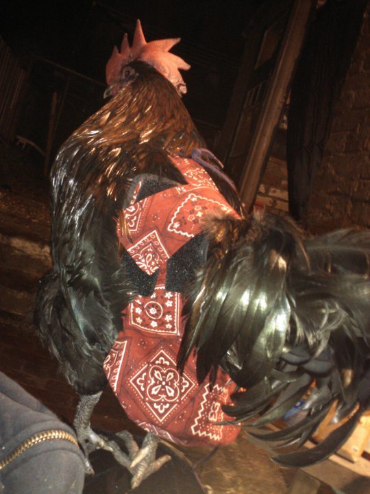 Hen Holster Bird Diaper/Harness (chicken diaper, duck diaper, pigeon diaper with Removable Vinyl Liner) - Blessings Grow Meadows