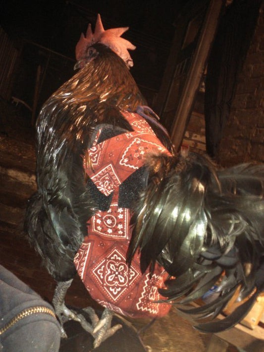 Hen Holster Bird Diaper/Harness (chicken diaper, duck diaper, pigeon diaper with Removable Vinyl Liner) - Blessings Grow Meadows