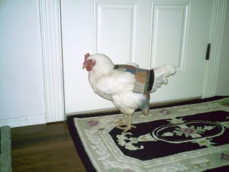 Hen Holster Bird Diaper/Harness (chicken diaper, duck diaper, pigeon diaper with Removable Vinyl Liner) - Blessings Grow Meadows