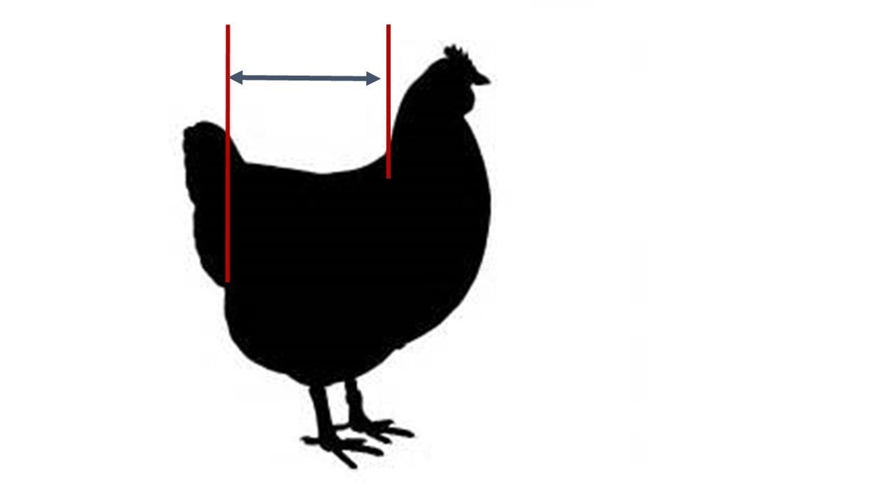 Hen Holster Bird Diaper/Harness (chicken diaper, duck diaper, pigeon diaper with Removable Vinyl Liner) - Blessings Grow Meadows