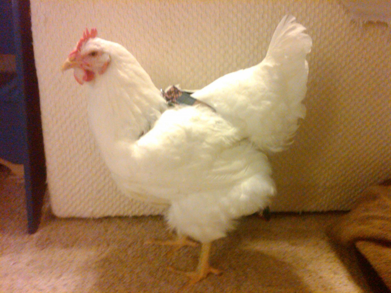 Hen Holster bird diaper and harness for pigeons, chickens, ducks, and geese with removable vinyl liner, made by Crazy K Farm.
