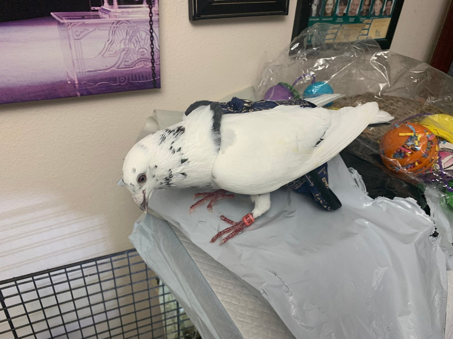 Hen Holster Bird Diaper/Harness (chicken diaper, duck diaper, pigeon diaper with Removable Vinyl Liner) - Blessings Grow Meadows