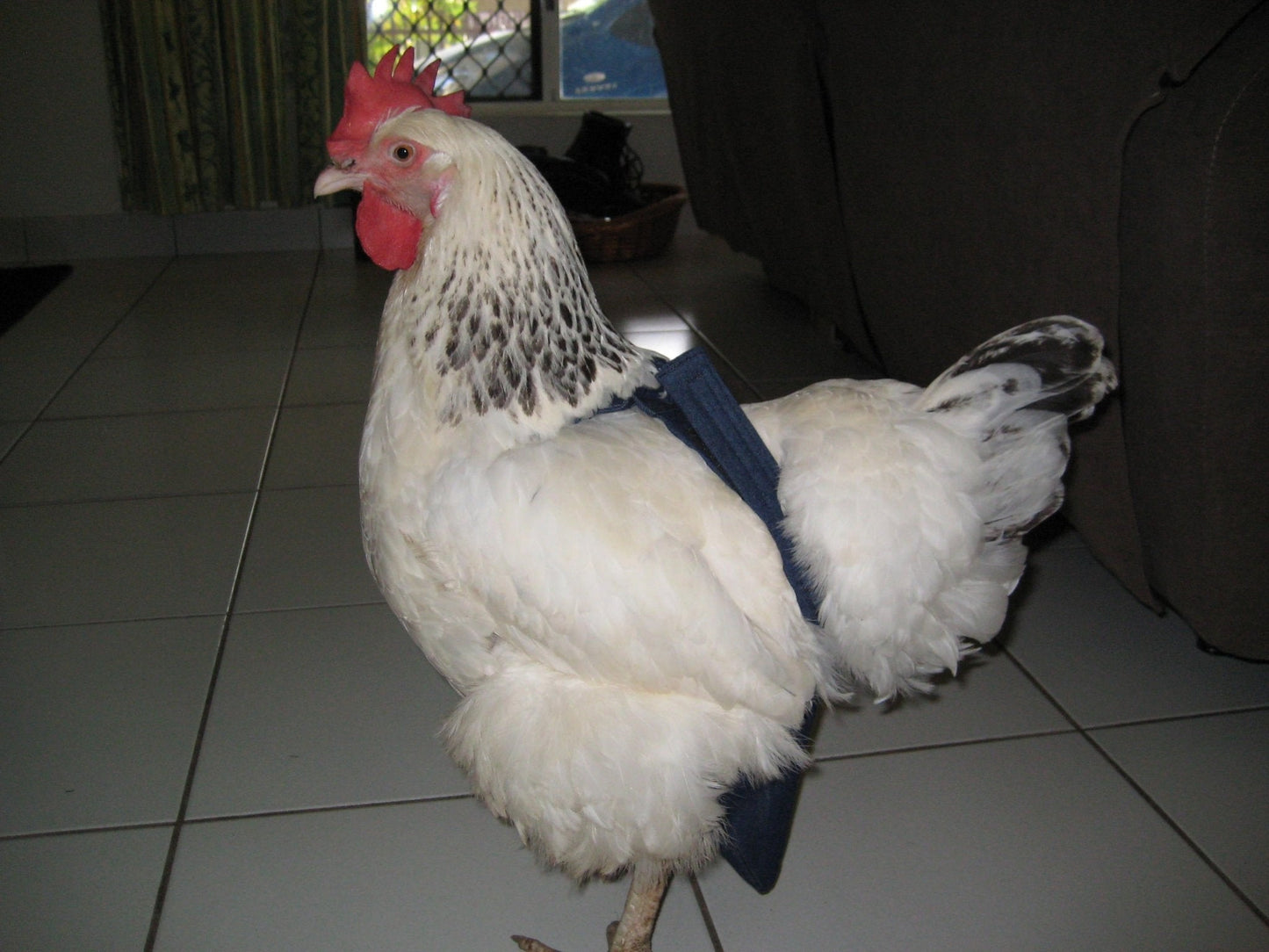 Hen Holster bird diaper and harness for pigeons, chickens, ducks, and geese with removable vinyl liner, made by Crazy K Farm Pet.