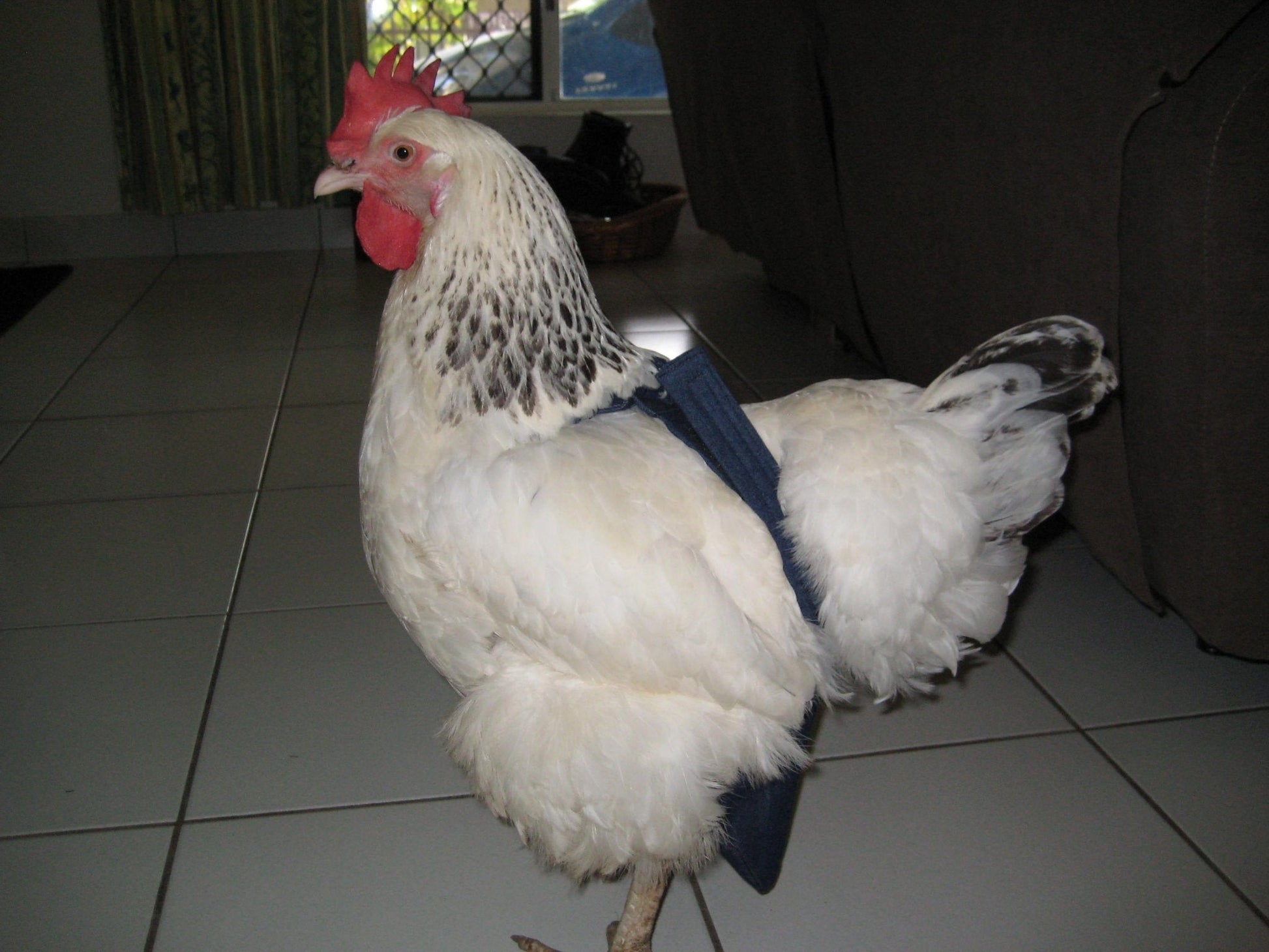Hen Holster bird diaper and harness for pigeons, chickens, ducks, and geese with removable vinyl liner, made by Crazy K Farm Pet.