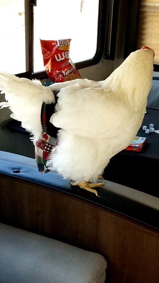 Pigeon, chicken, duck, and goose diaper with harness and removable vinyl liner by Crazy K Farm Pet and Poultry.