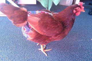 Hen Holster Bird Diaper/Harness (chicken diaper, duck diaper, pigeon diaper with Removable Vinyl Liner) - Blessings Grow Meadows