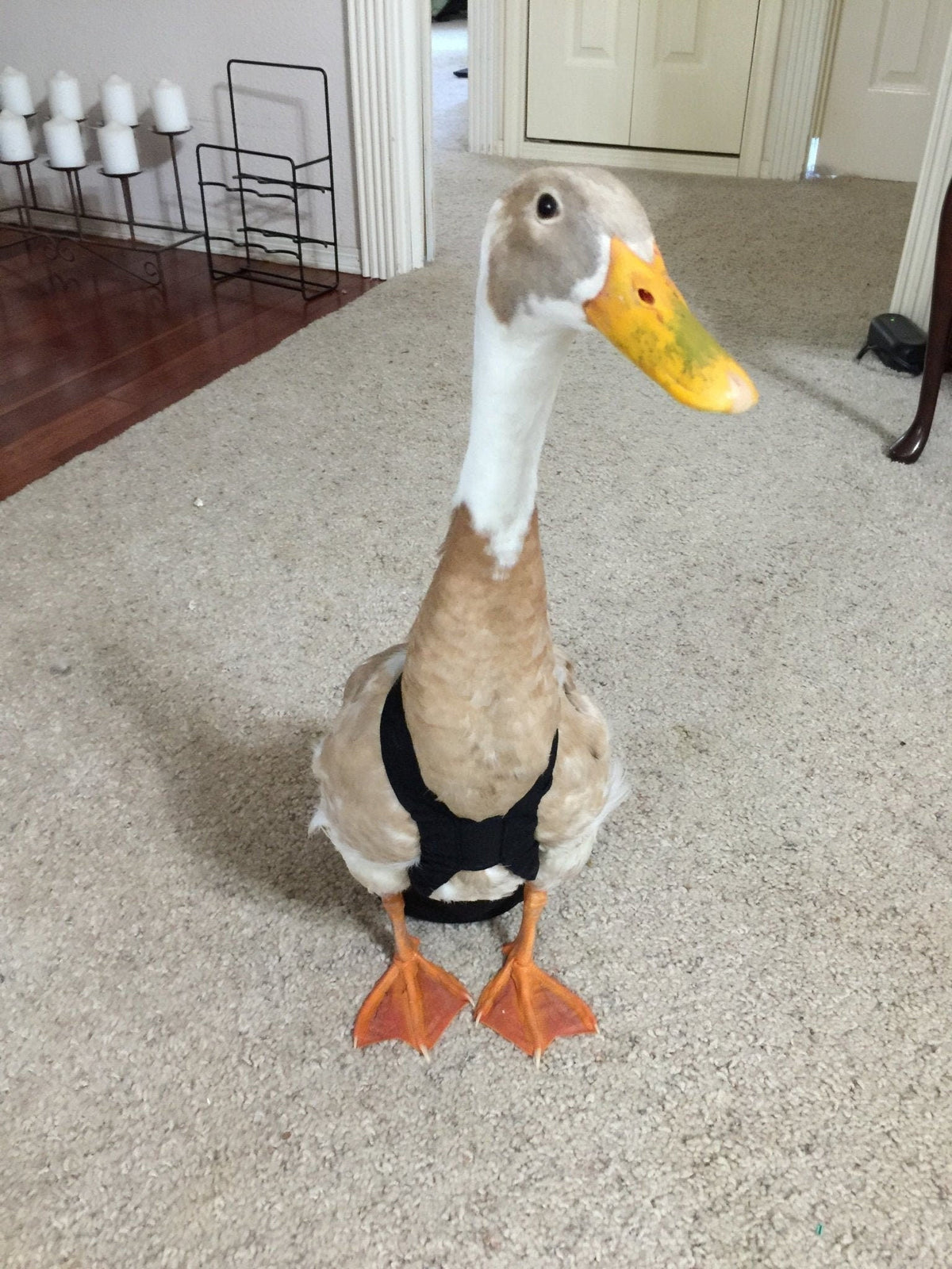 Hen Holster duck and goose diaper with removable liners, designed for waterfowl, by Crazy K Farm Pet and Poultry.