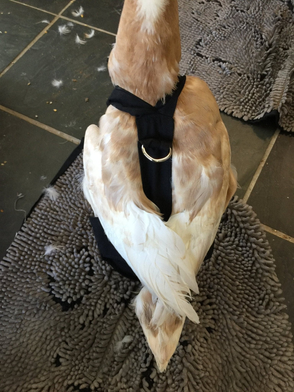 Hen holster duck and goose diaper with removable liners, designed for waterfowl by Crazy K Farm Pet and Poultry.