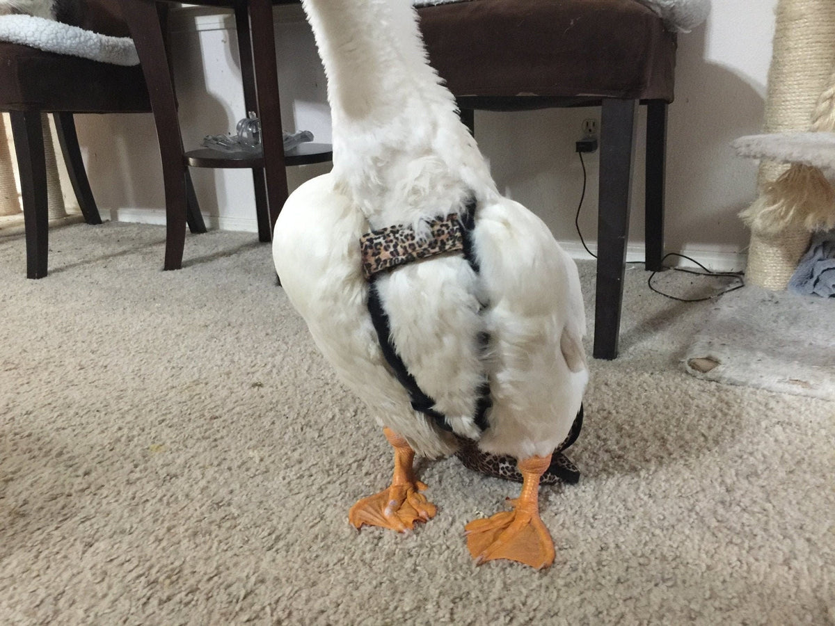 Hen Holster duck and goose diaper with removable liners, designed for waterfowl from Crazy K Farm Pet and Poultry.