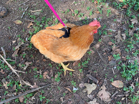 Hen Saver Chicken Harness (Chicken and Duck Harness without Diaper) - Blessings Grow Meadows