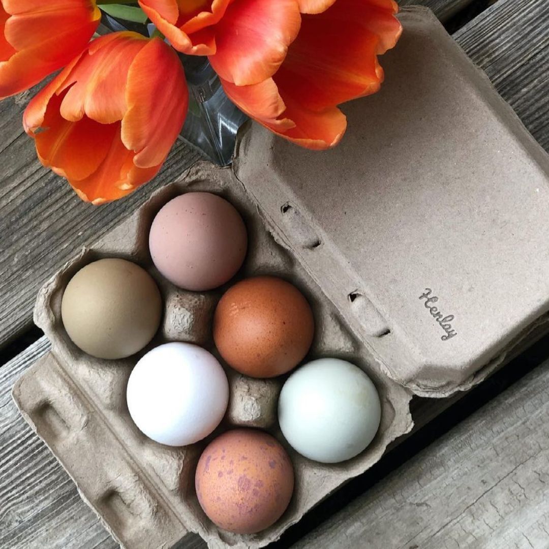 Half Dozen Egg Cartons - Henlay Blank Flat Top, Six Pack, 2 colors, 20 or 100 - Blessings Grow Meadows
