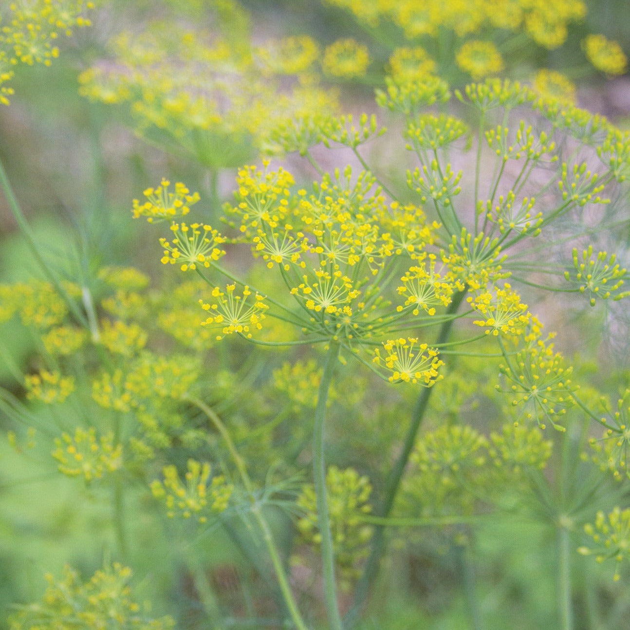 Mammoth Long Island Dill - Blessings Grow Meadows