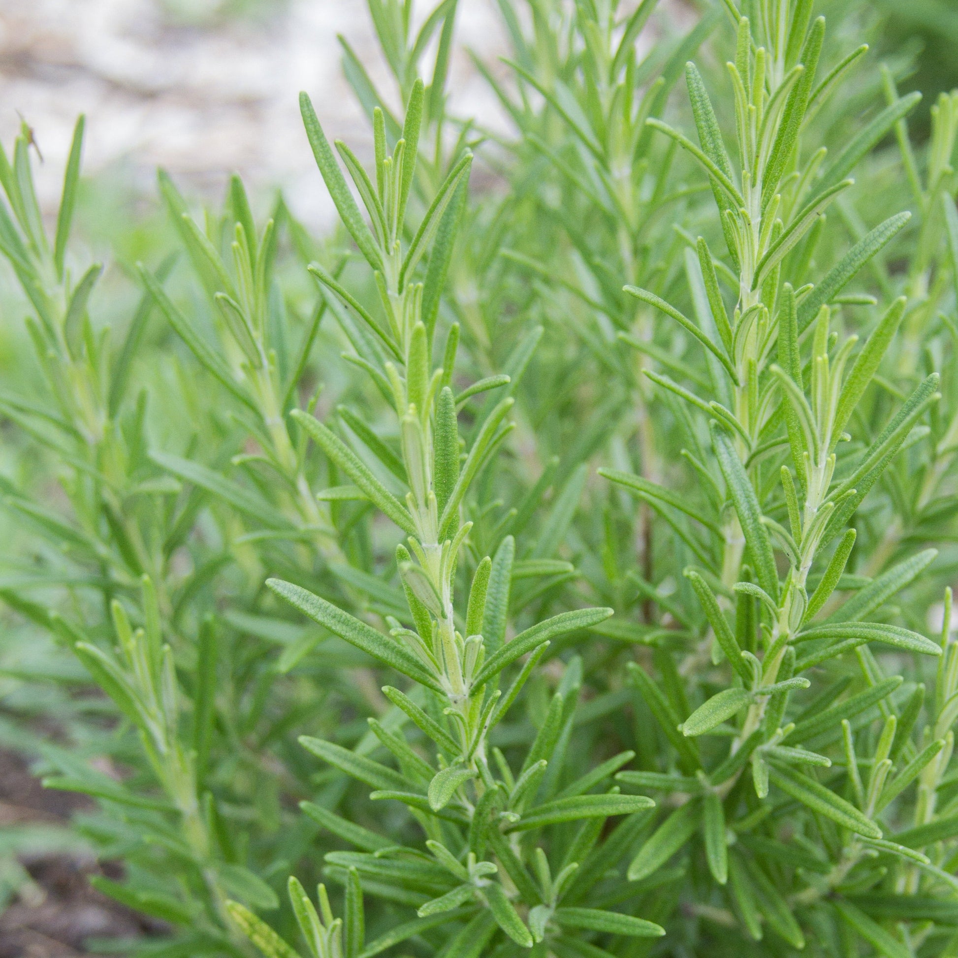 Rosemary - Blessings Grow Meadows