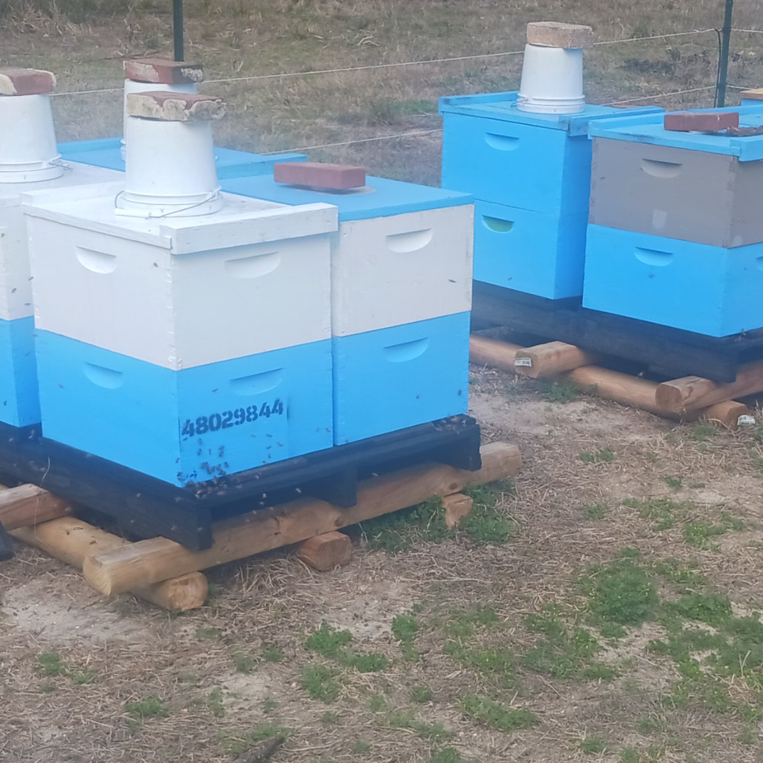 Raw, unfiltered wildflower honey from Ocala National Forest in Quailz.com hives, showcasing honeycombs and honey production.