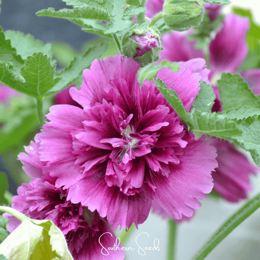 Queeny Purple Hollyhock seeds from Southern Seeds, showing vibrant purple hollyhock flowers and green foliage.