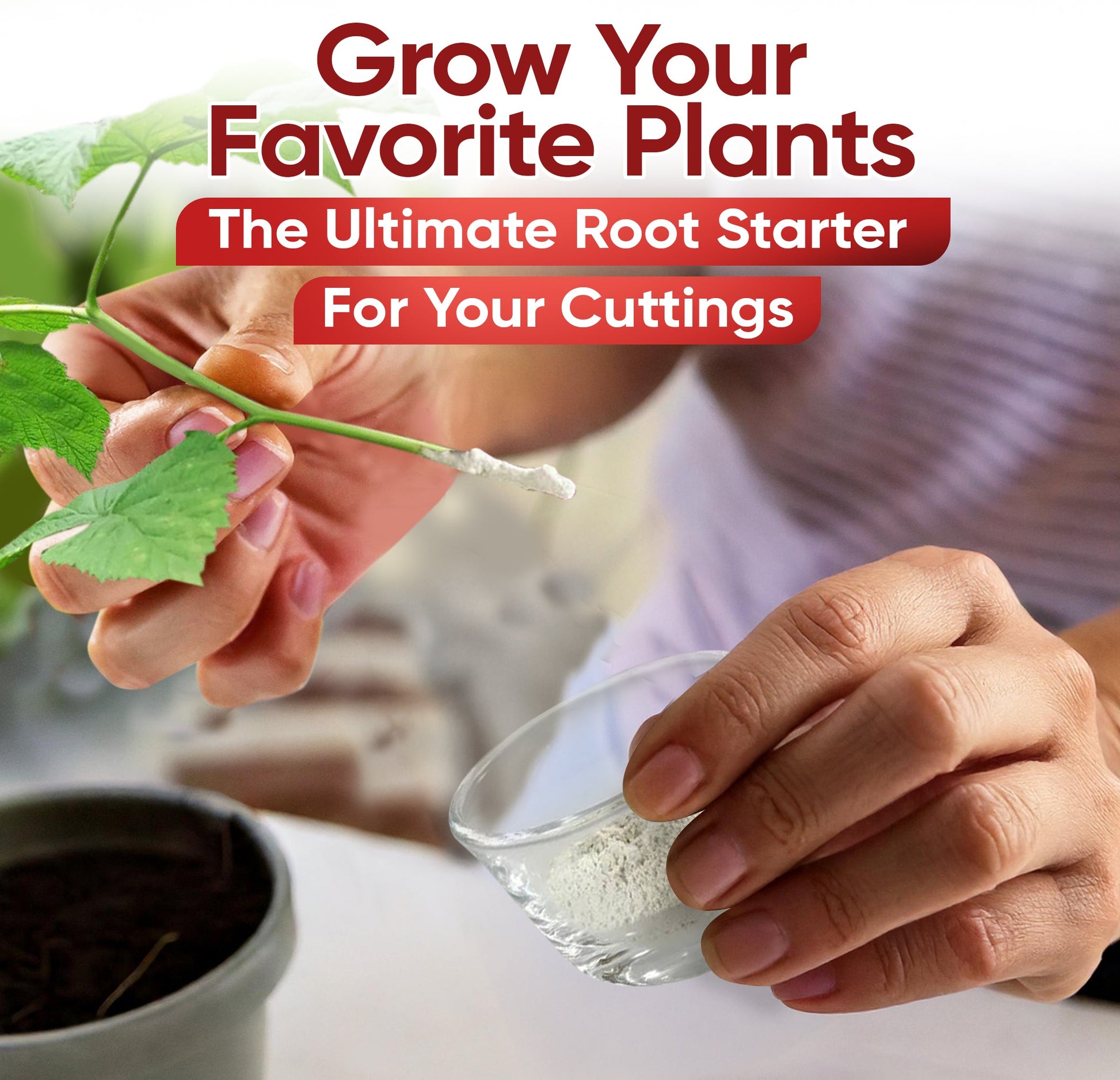 Hormex Rooting Powder #1 (0.10 IBA) - Rooting Hormone for Delicate Houseplants, Garden Herbs & Succulent Cuttings - Blessings Grow Meadows