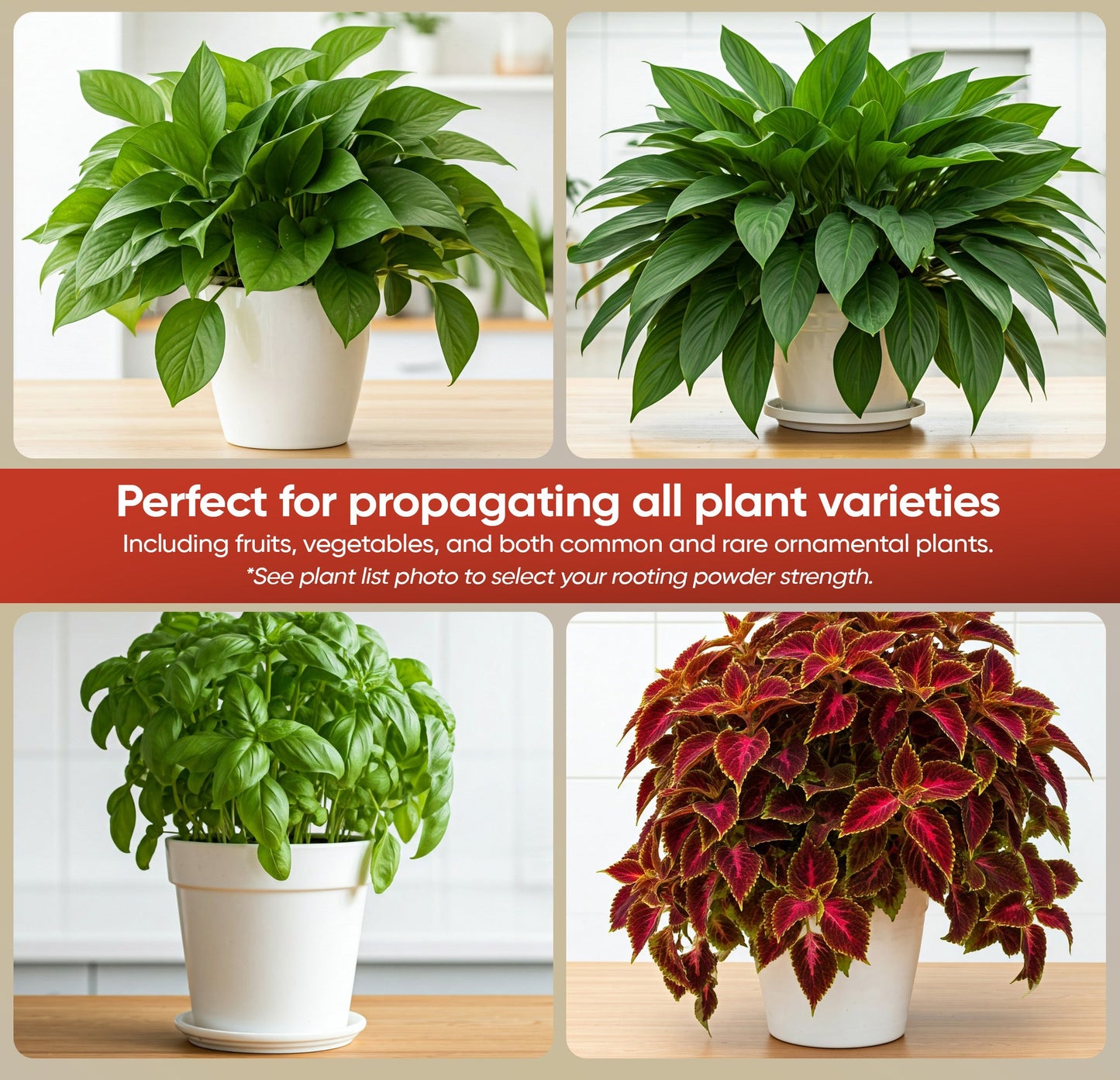 Hormex Rooting Powder #1 (0.10 IBA) - Rooting Hormone for Delicate Houseplants, Garden Herbs & Succulent Cuttings - Blessings Grow Meadows