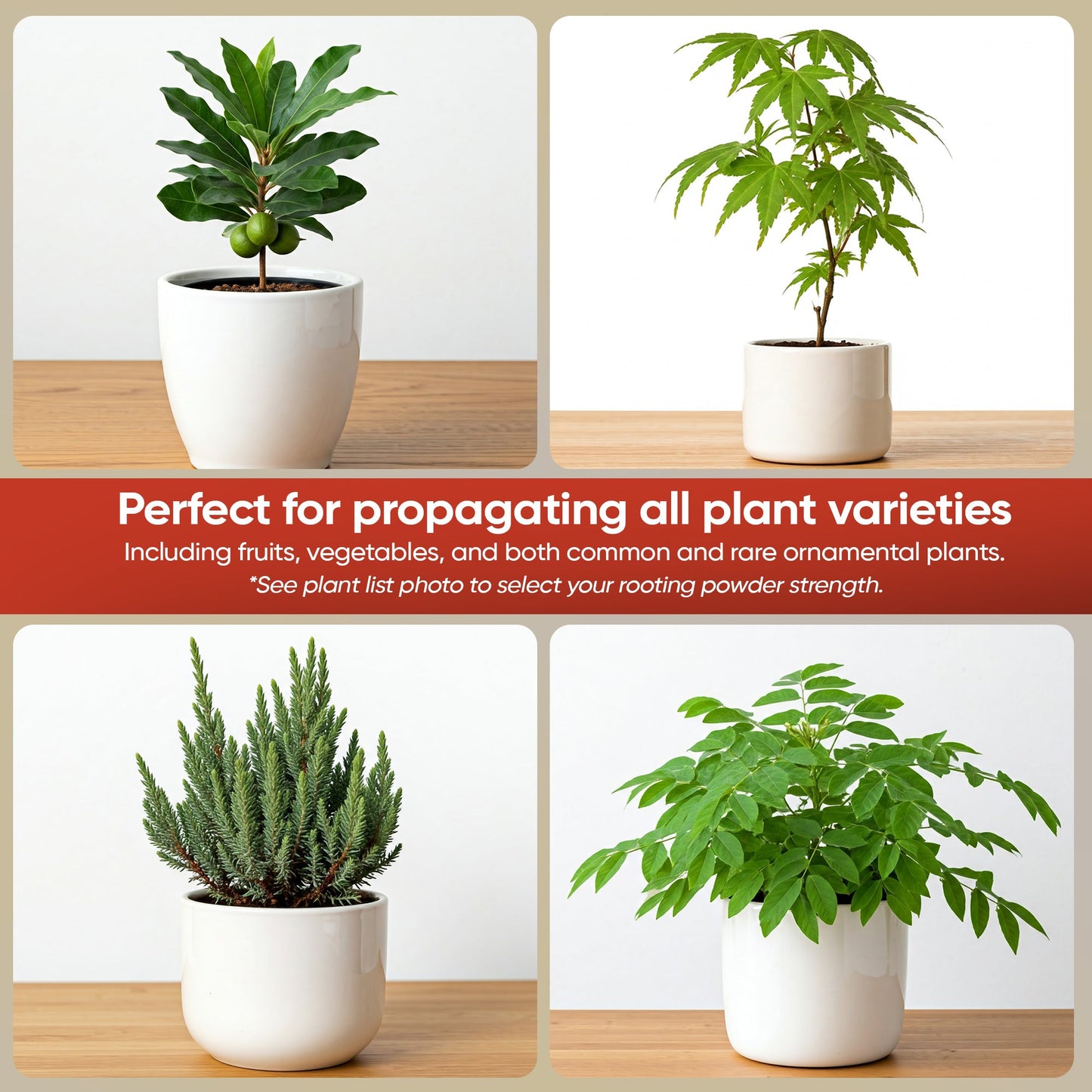 Hormex Rooting Powder #16 (1.60 IBA) - Rooting Hormone for Difficult Hardwood Plants & Tree Cuttings - Blessings Grow Meadows