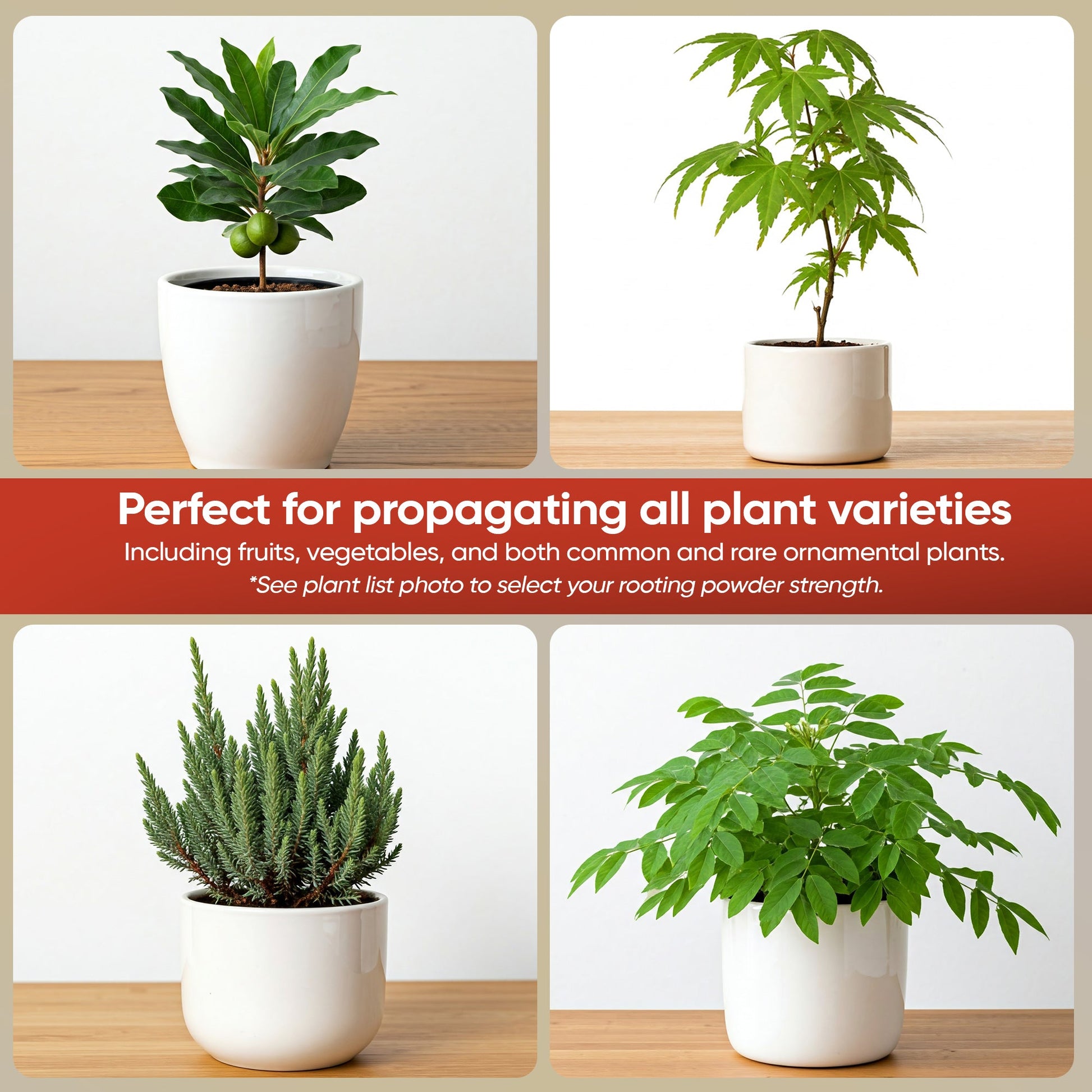 Hormex Rooting Powder #16 (1.60 IBA) - Rooting Hormone for Difficult Hardwood Plants & Tree Cuttings - Blessings Grow Meadows