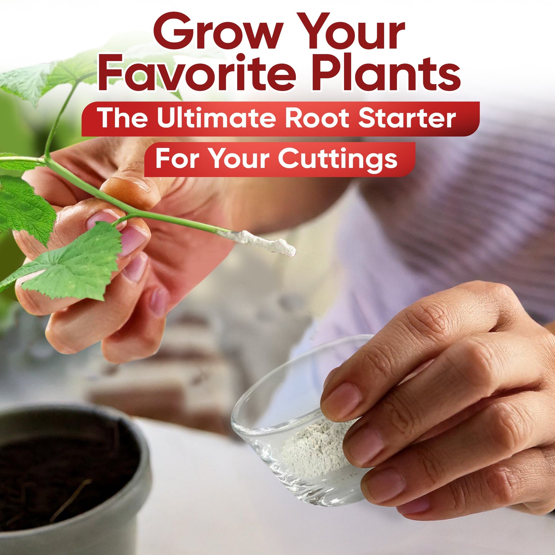 Hormex Rooting Powder #3 (0.30 IBA) - Rooting Hormone for Common Home & Garden Plant Cuttings - Blessings Grow Meadows