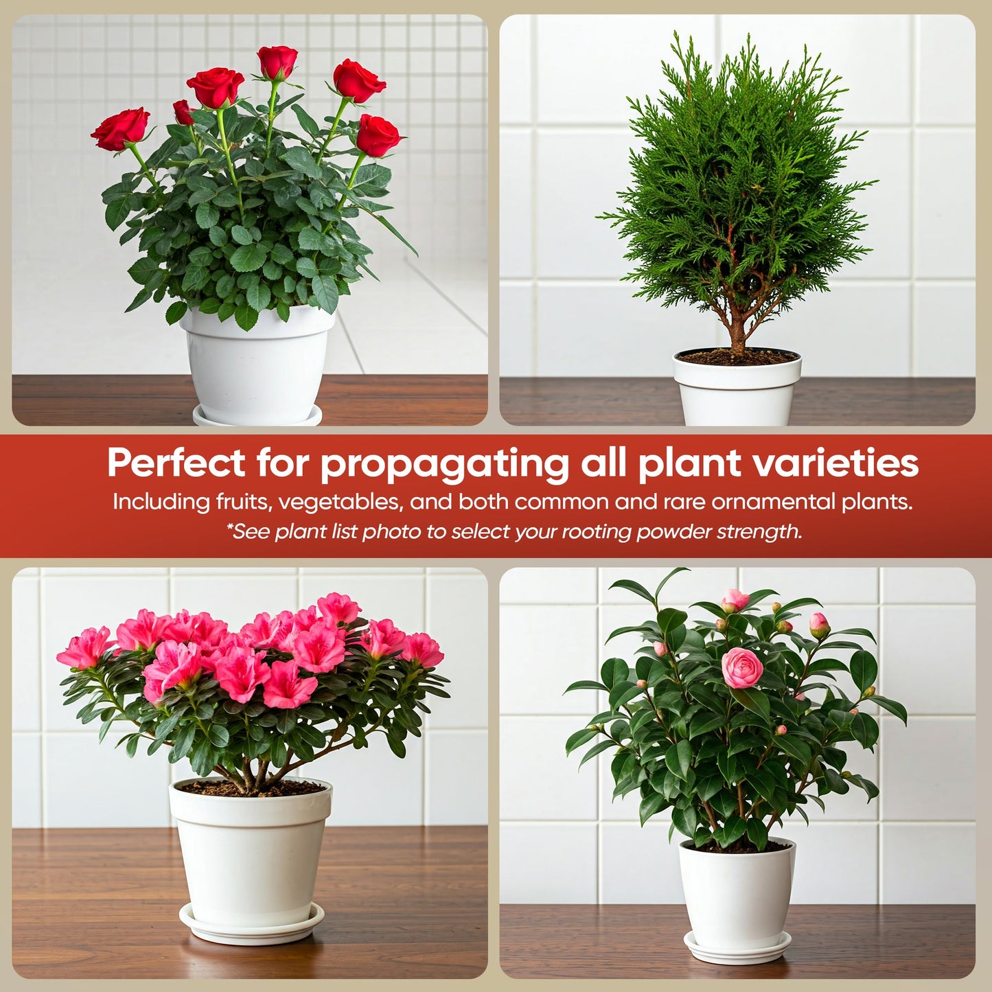 Hormex Rooting Powder #3 (0.30 IBA) - Rooting Hormone for Common Home & Garden Plant Cuttings - Blessings Grow Meadows