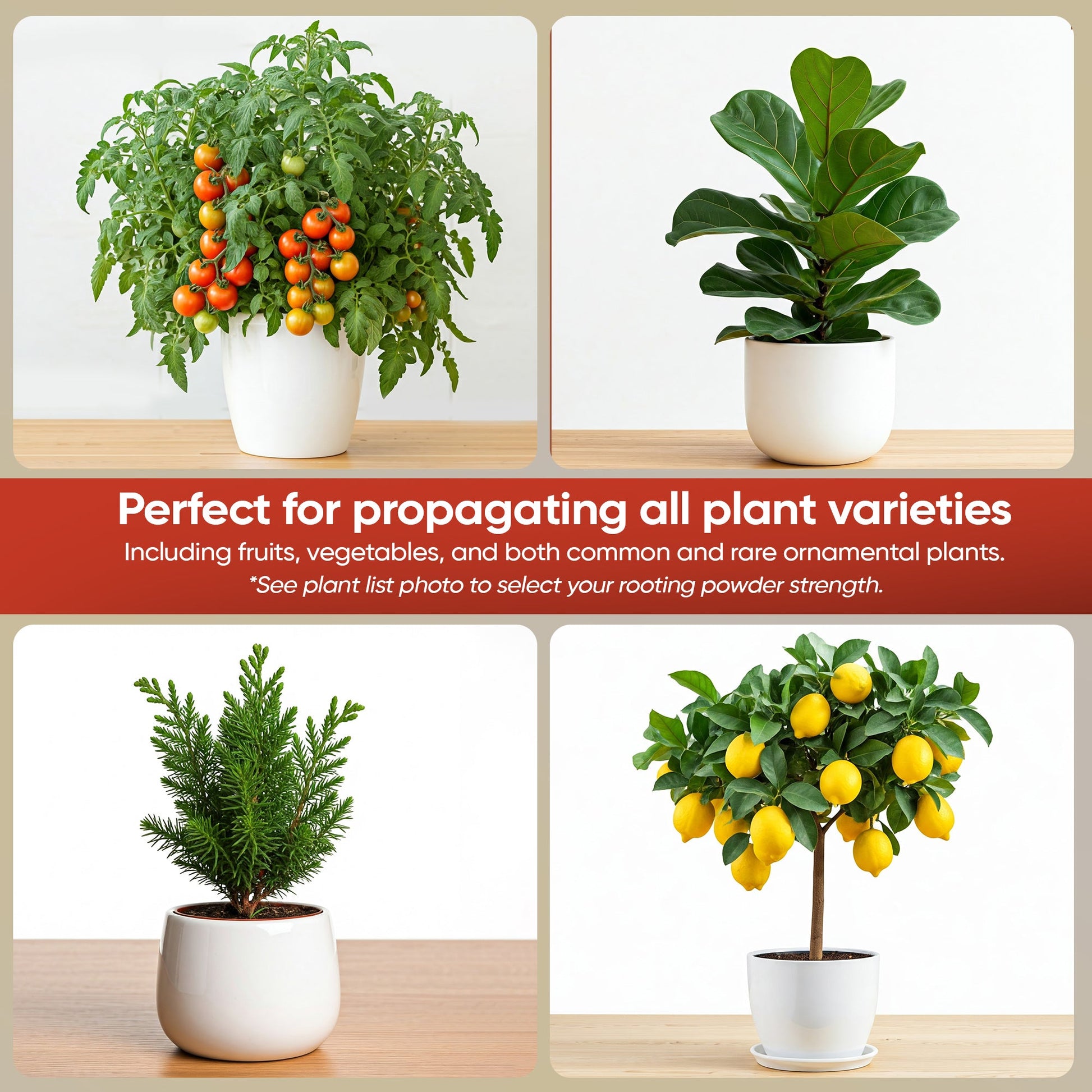 Hormex Rooting Powder #8 (0.80 IBA) - Rooting Hormone for Semi-Hardwood Houseplants, Medicinal & Tree Cuttings - Blessings Grow Meadows