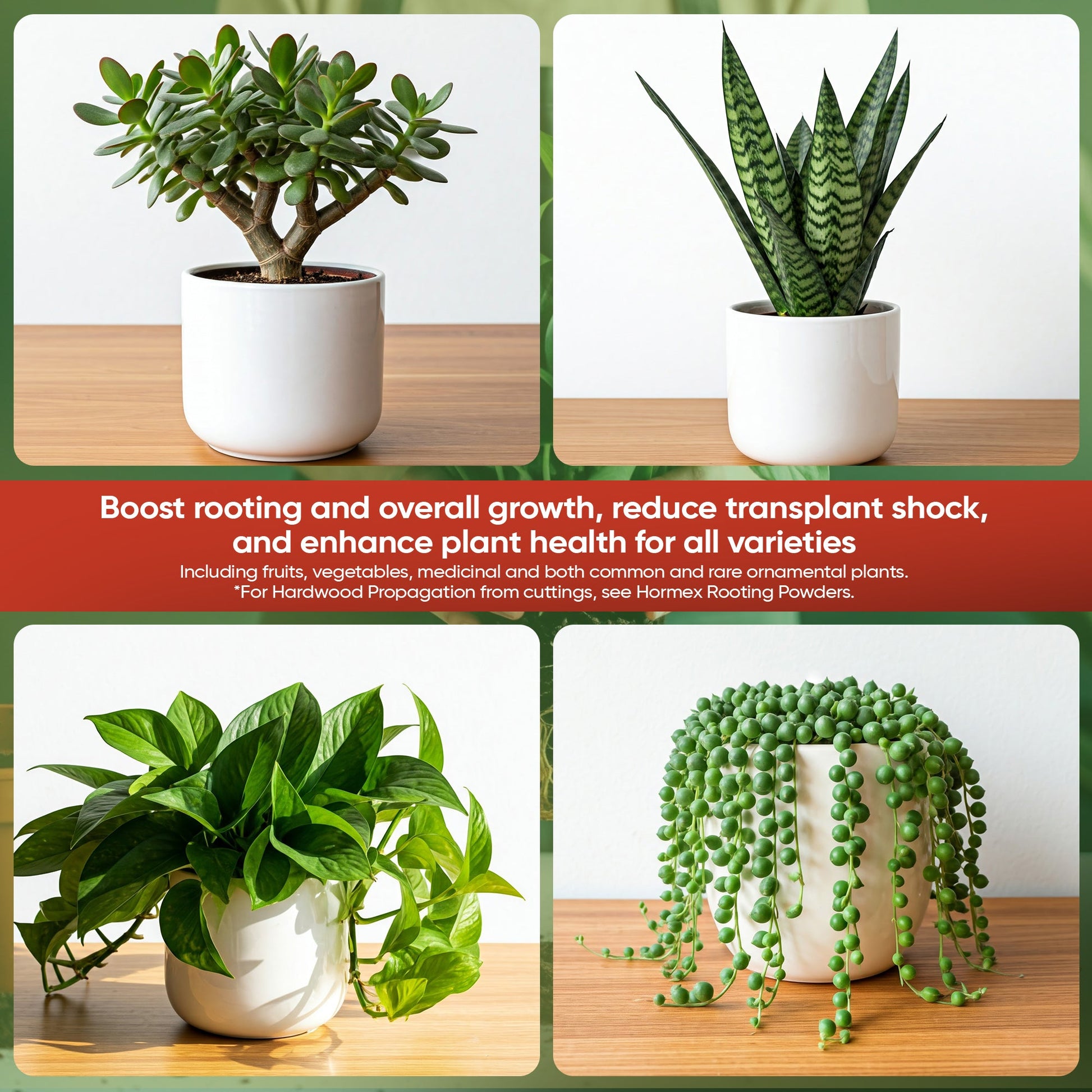 Hormex Rooting Hormone Concentrate with B1 – Root Growth Stimulator for Stronger, Thriving Plants - Prevents Transplant Shock - Hydroponics, Houseplants, Gardens, Trees, Fruits and Vegetables - Blessings Grow Meadows