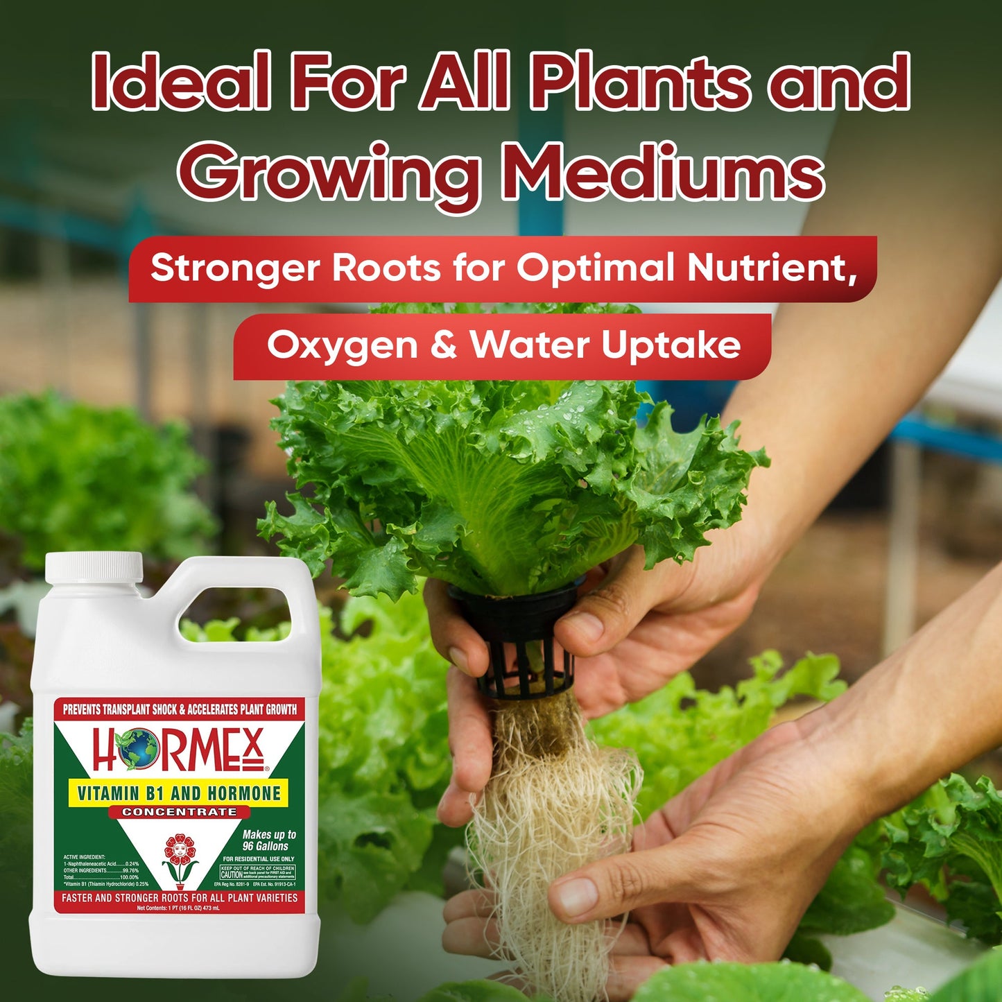 Hormex Rooting Hormone Concentrate with B1 – Root Growth Stimulator for Stronger, Thriving Plants - Prevents Transplant Shock - Hydroponics, Houseplants, Gardens, Trees, Fruits and Vegetables - Blessings Grow Meadows