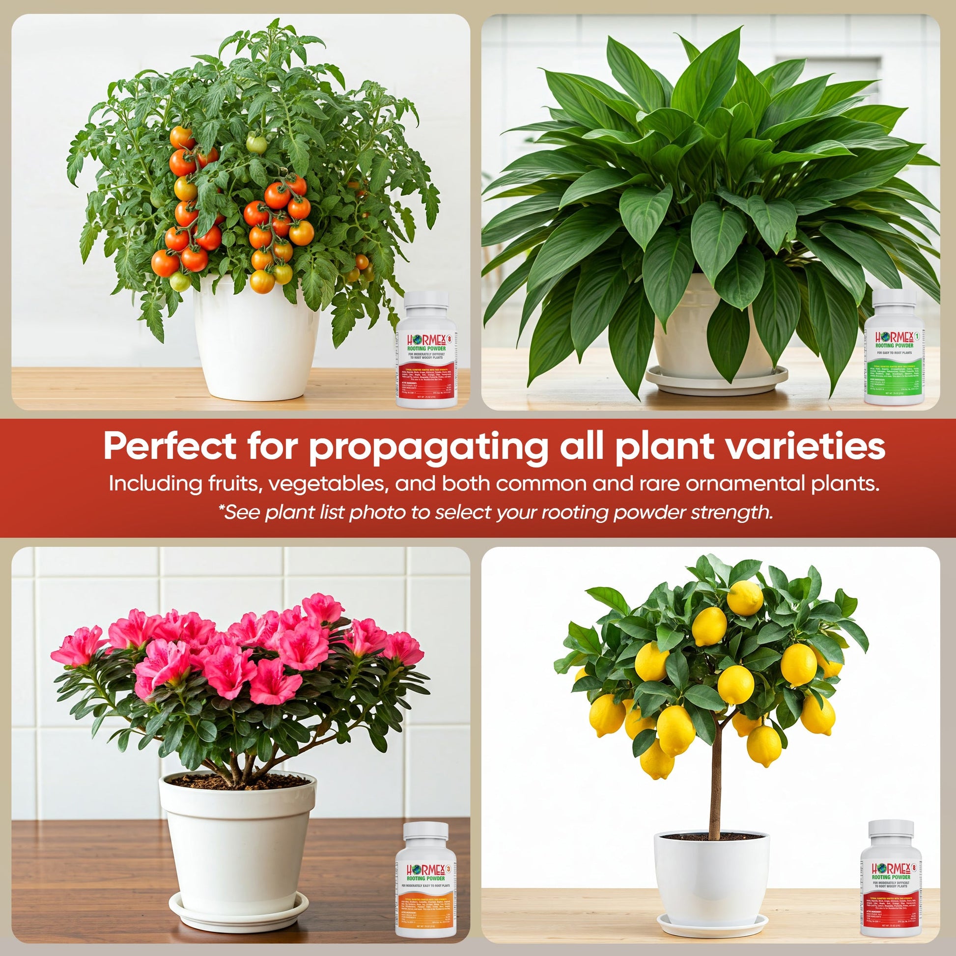 Hormex Rooting Powder Pack #1, 3, 8 - Rooting Hormone for Delicate and Common Houseplants to Semi-Hardwood, Medicinal Plants and Tree Cuttings - Blessings Grow Meadows