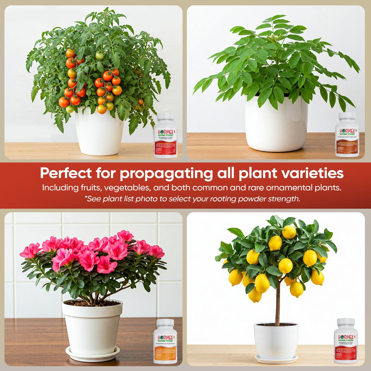 Hormex Rooting Powder Pack #3, 8, 16 - Rooting Hormone for Common Home Garden Plants to Very Difficult Hardwood, Medicinal and Tree Cuttings - Blessings Grow Meadows