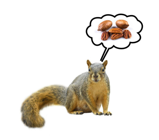 Premium Squirrel Food - Blessings Grow Meadows