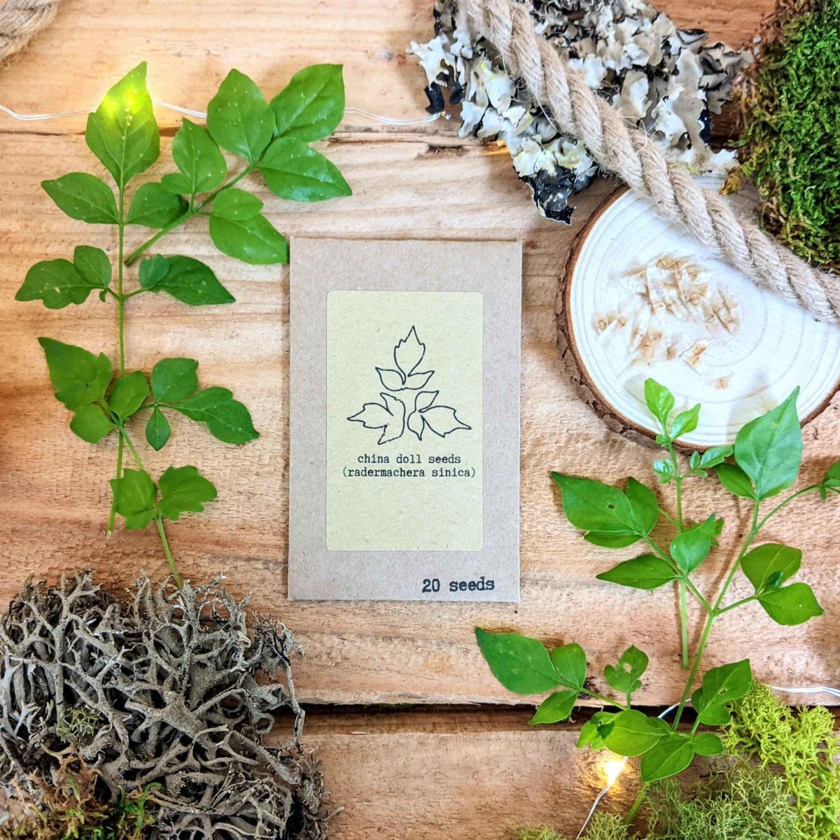 Set of houseplant seeds from Plantflix's Houseplant Adventurer collection, featuring various seed packets for indoor plants.