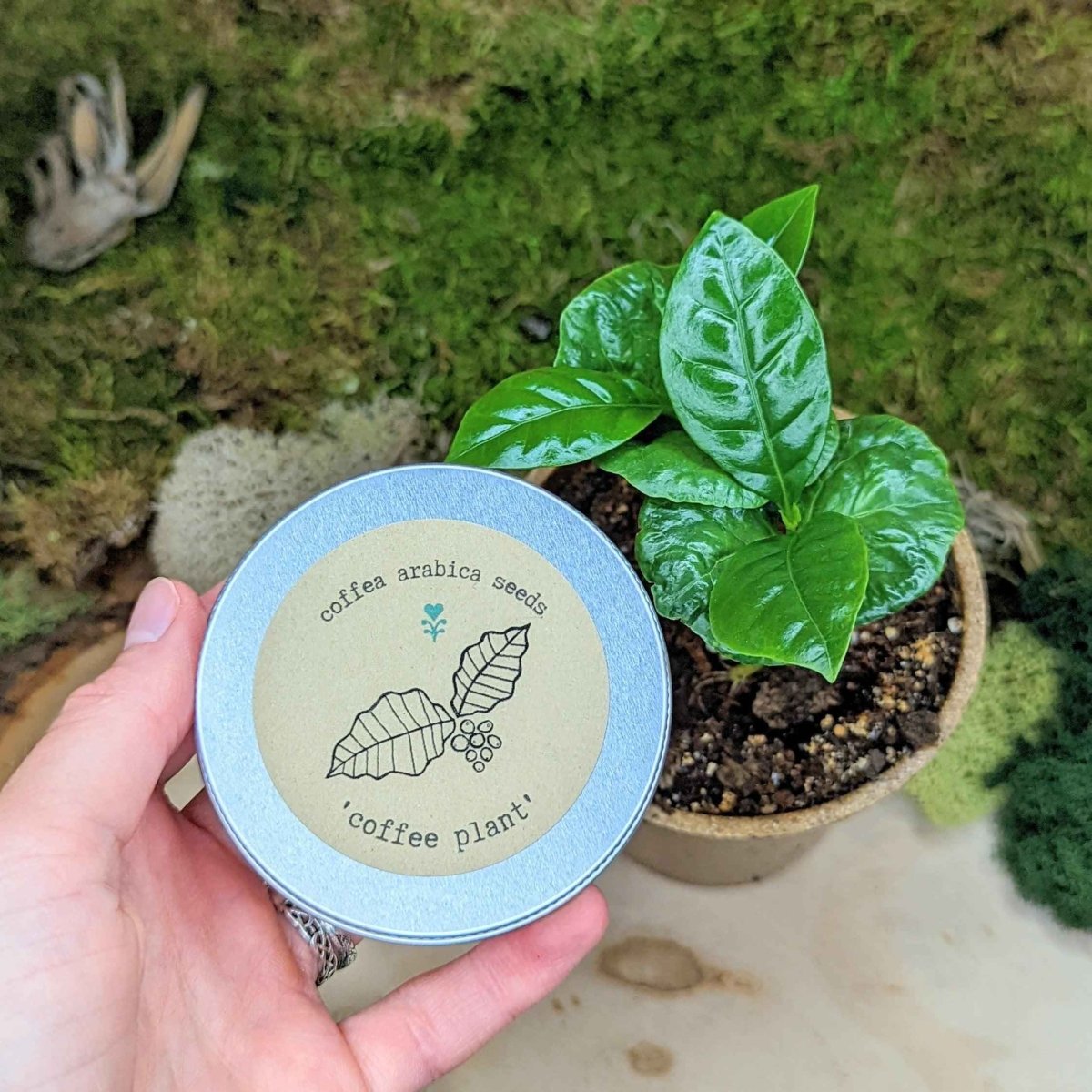 Set of houseplant seeds from Plantflix's Houseplant Buff collection, featuring various small seed packets for indoor plants.