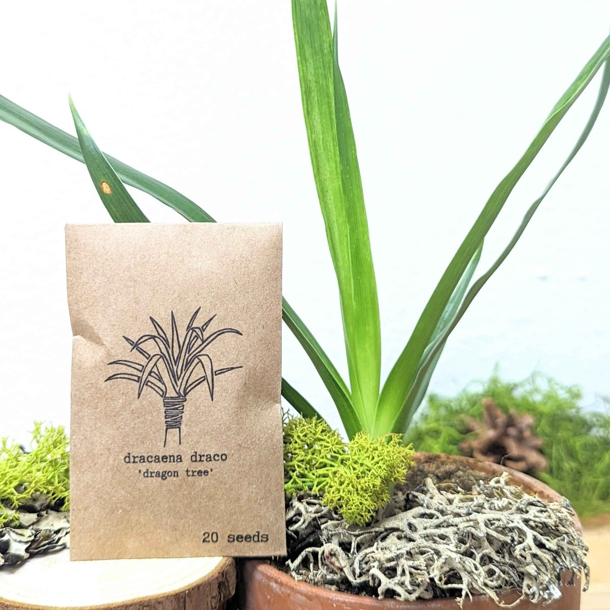 Set of houseplant seeds from Plantflix's Houseplant Buff collection, showing various seed packets for indoor plants.