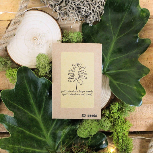 Set of houseplant seeds from Plantflix's Houseplant Buff collection, featuring various seed packets for indoor plant growth.