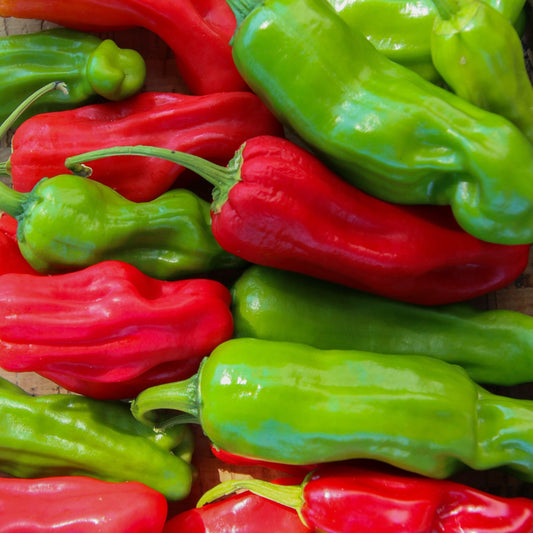 Shishito Pepper - Blessings Grow Meadows