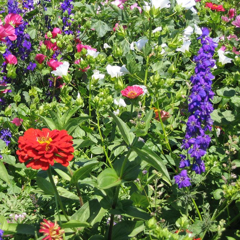 Hummingbird Garden Wildflower Mix flower seeds by Grow Organic, showing vibrant wildflower packets for hummingbird-friendly gardens.